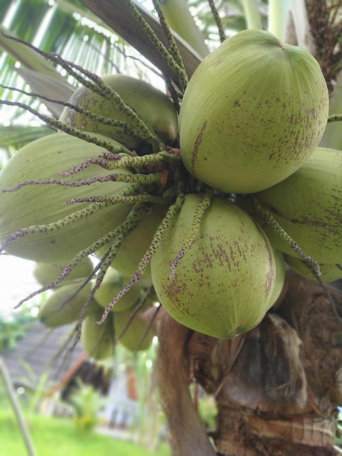 Coconut Gili Meno Hotel ภายนอก รูปภาพ