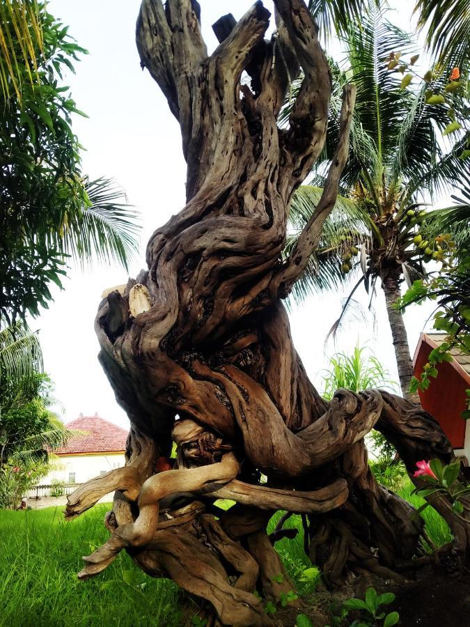 Coconut Gili Meno Hotel ภายนอก รูปภาพ